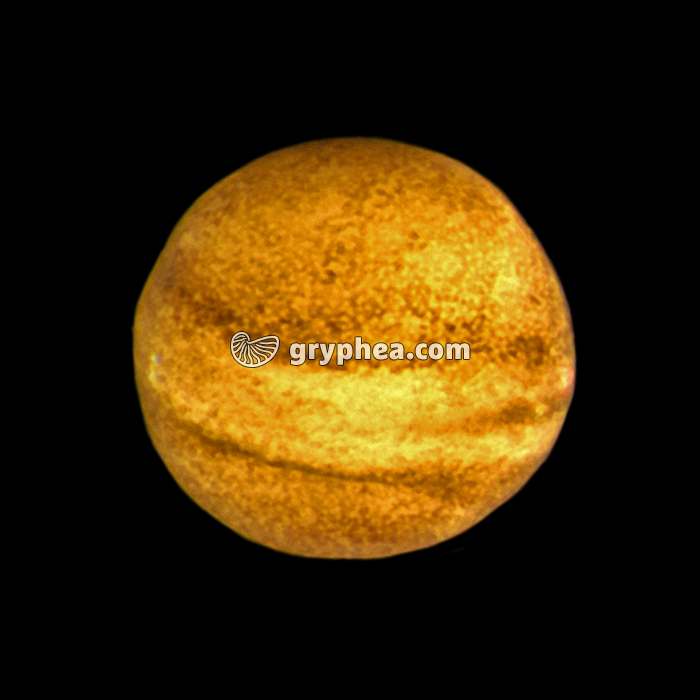 Neurula - gryphea.com